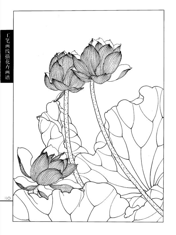 正版花卉画谱:荷花篇 - 香儿 - xianger