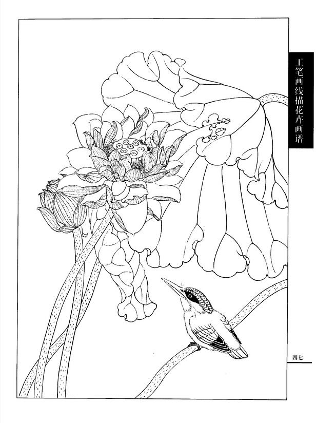 正版花卉画谱:荷花篇 - 香儿 - xianger